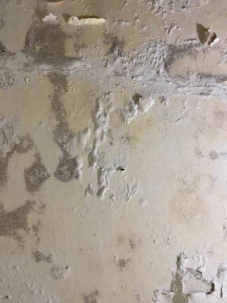 Best Crawl Space Mold Remediation in Wakeeney, KS