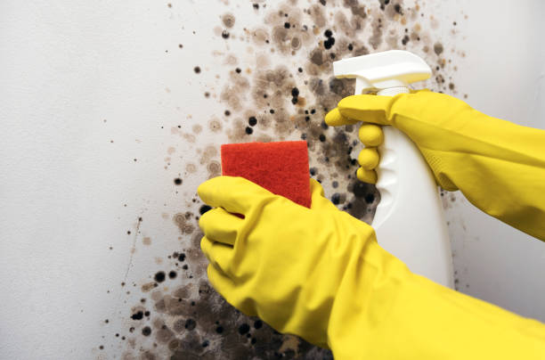 Best Health and Safety Mold Remediation in Wakeeney, KS