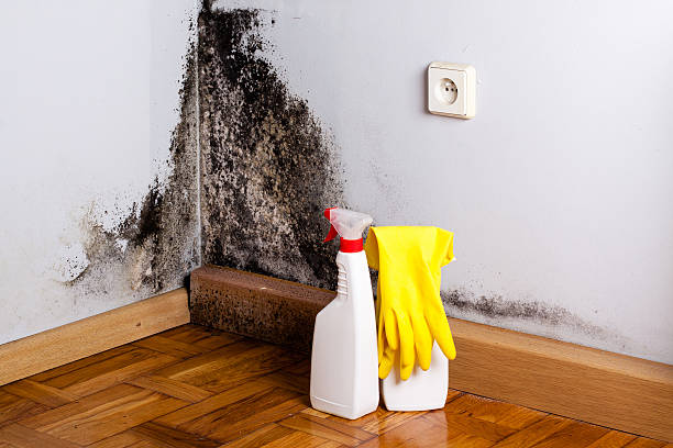 Best Insurance-Related Mold Remediation in Wakeeney, KS